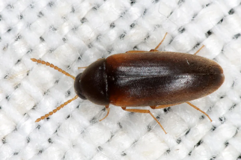 Hallomenus axillaris - photo 3