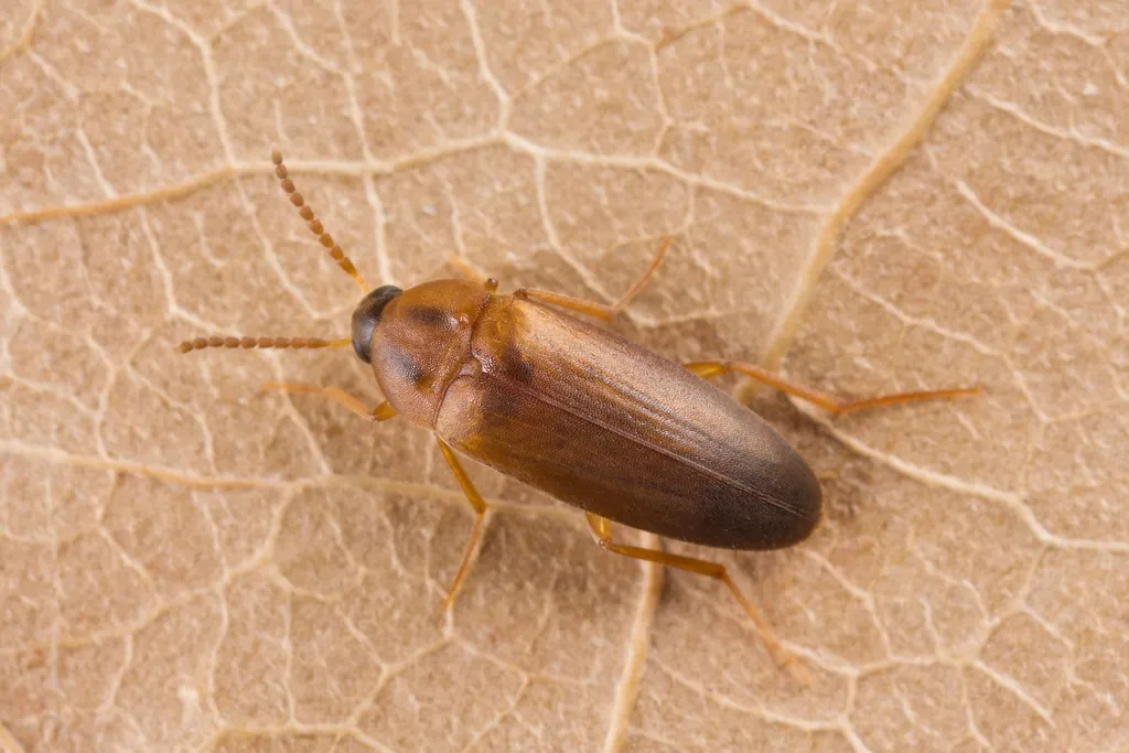 Hallomenus binotatus - photo 2