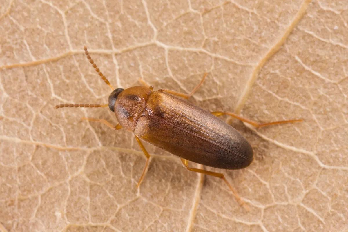 Hallomenus binotatus - photo 3