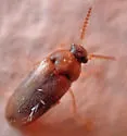 Hallomenus debilis - Hallomenus debilis