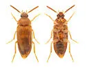 Hallomenus debilis - photo 2