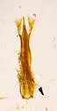 Hallomenus debilis - photo 3