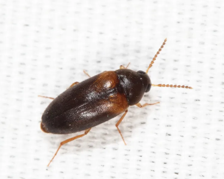 Hallomenus scapularis - photo 2