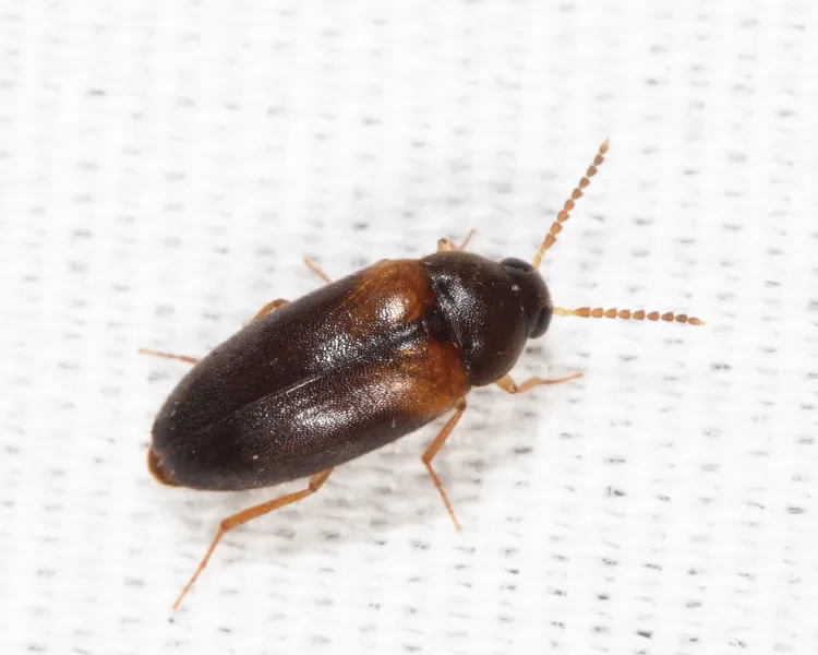 Hallomenus scapularis - photo 3