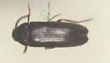Hallomenus serricornis