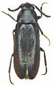 Hallomenus serricornis - photo 2