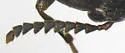 Hallomenus serricornis - photo 3