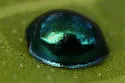 Steelblue Lady Beetle - photo 2