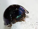 Steelblue Lady Beetle - photo 3
