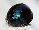 Steelblue Lady Beetle - photo 4