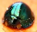 Steelblue Lady Beetle - photo 5