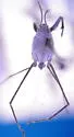 Pacific Pelagic Water Strider