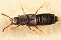 Halobrecta flavipes