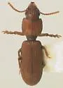 Halocoryza arenaria - Halocoryza arenaria
