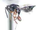 Haltichella onatas