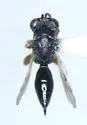 Haltichella onatas - photo 2