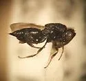 Haltichella rhyacioniae