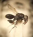 Haltichella rhyacioniae - photo 2