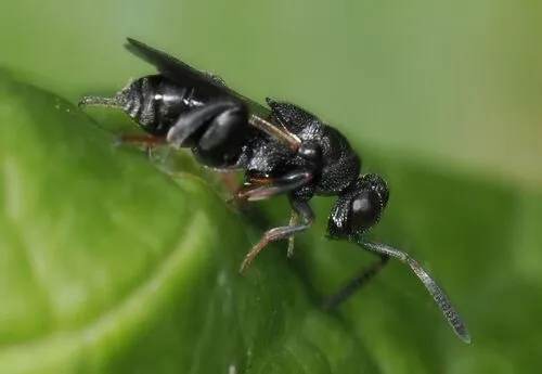 Haltichella rufipes