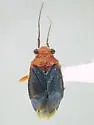 Halticotoma andrei