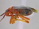 Halticotoma andrei - photo 3
