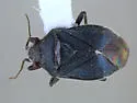 Halticotoma nicholi