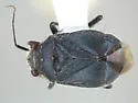 Halticotoma nicholi - photo 2