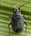 Halticotoma nicholi - photo 4