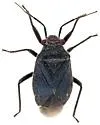 Halticotoma nicholi - photo 5