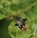 Halticus apterus