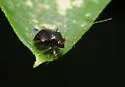 Halticus apterus - photo 2