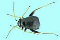 Halticus apterus - photo 4