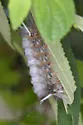Florida Tussock Moth - Hodges#8202