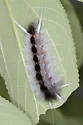 Florida Tussock Moth - Hodges#8202 - photo 2