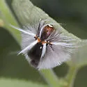 Florida Tussock Moth - Hodges#8202 - photo 3