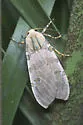 Florida Tussock Moth - Hodges#8202 - photo 4