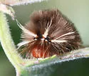 Florida Tussock Moth - Hodges#8202 - photo 5