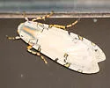 Davis' Tussock Moth - Hodges#8205