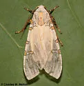 Davis' Tussock Moth - Hodges#8205 - photo 2