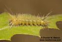 Davis' Tussock Moth - Hodges#8205 - photo 3