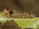 Davis' Tussock Moth - Hodges#8205 - photo 4