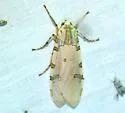 Davis' Tussock Moth - Hodges#8205 - photo 5