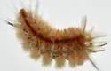 Schaus' Tussock Moth - Hodges#8205.1