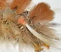 Schaus' Tussock Moth - Hodges#8205.1 - photo 2