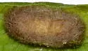 Schaus' Tussock Moth - Hodges#8205.1 - photo 3