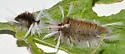 Schaus' Tussock Moth - Hodges#8205.1 - photo 4