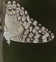 Gray Cracker - Hodges#4542