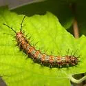 Gray Cracker - Hodges#4542 - photo 2