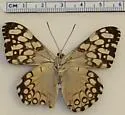 Variable Cracker - Hodges#4541