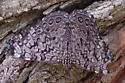Guatemalan Cracker - Hodges#4541.1 - photo 2